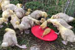 IMG-20230505-WA0006